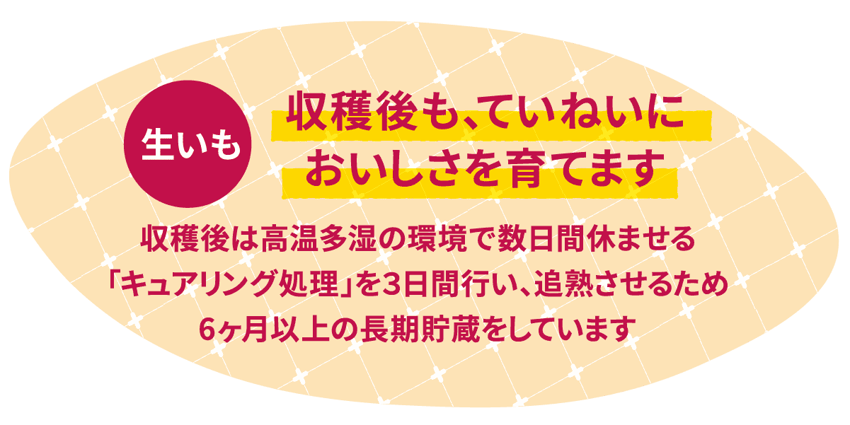 大粒で香り豊か