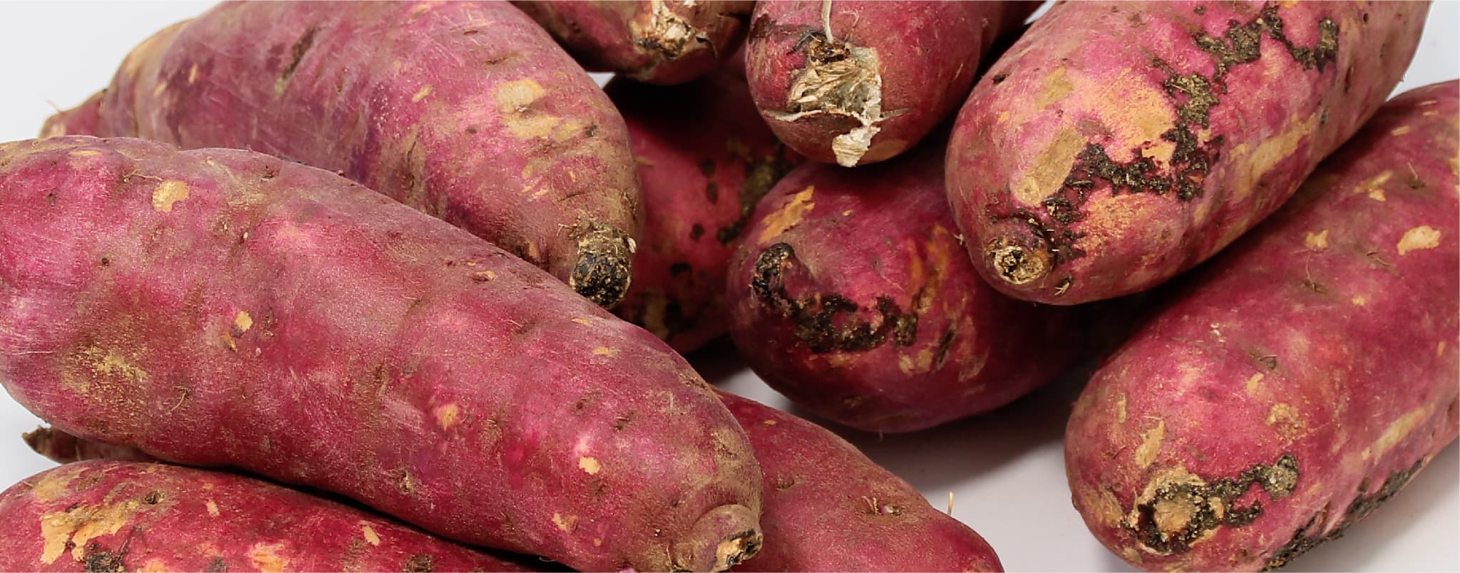 さつまいもの写真