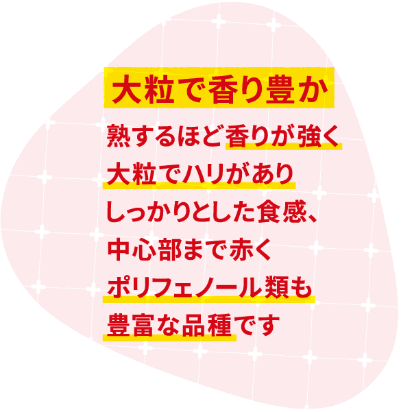 大粒で香り豊か