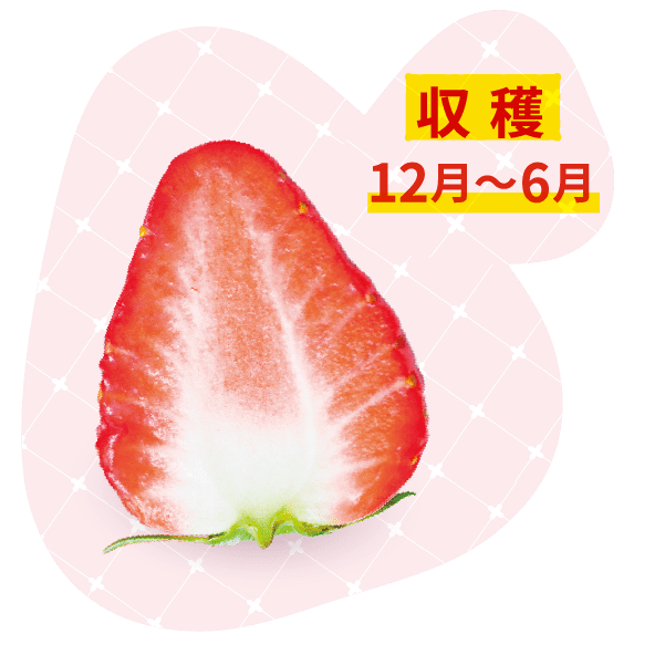 収穫12月~6月