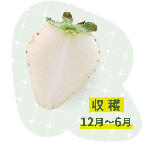 収穫12月~6月